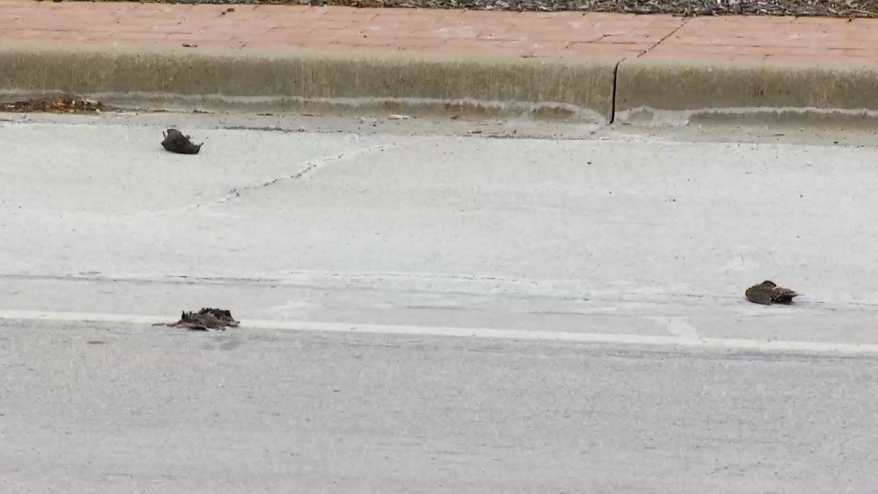 Click to enlarge Dead birds in Blue Springs, MO