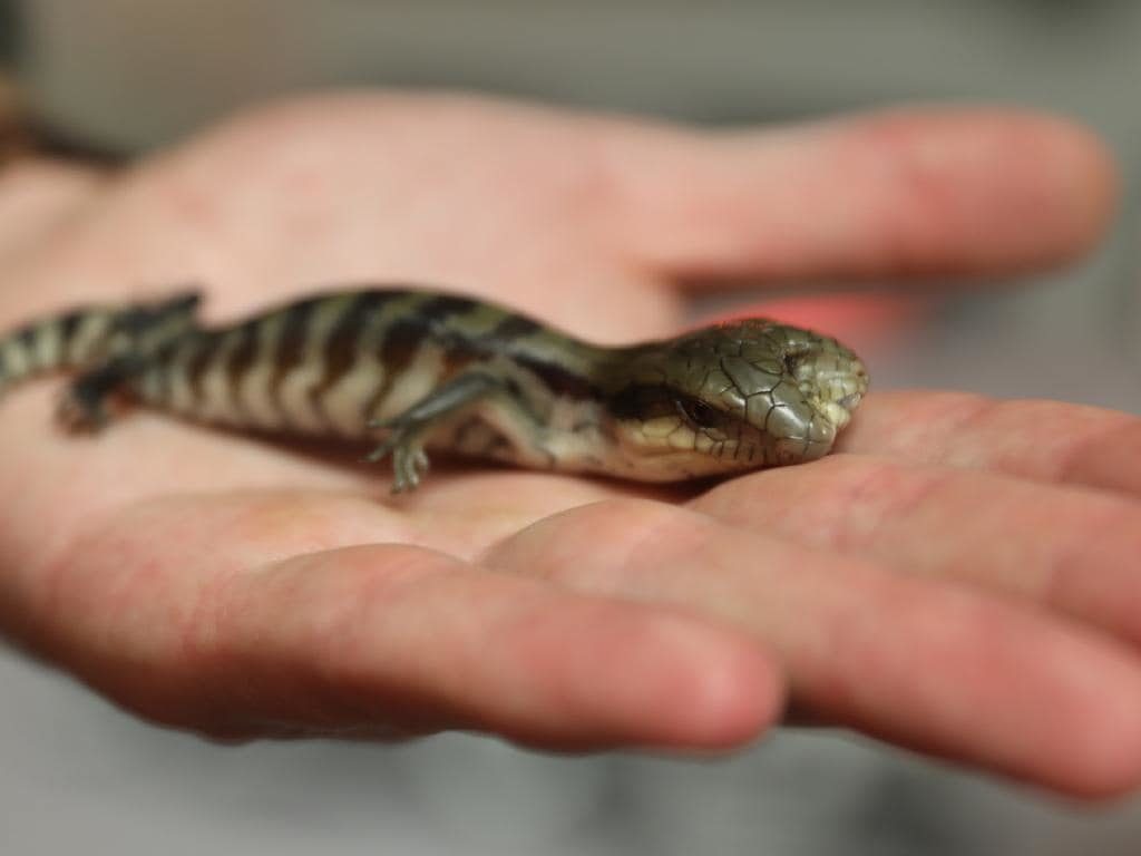 Lucky the two-headed blue tongue lizard.
