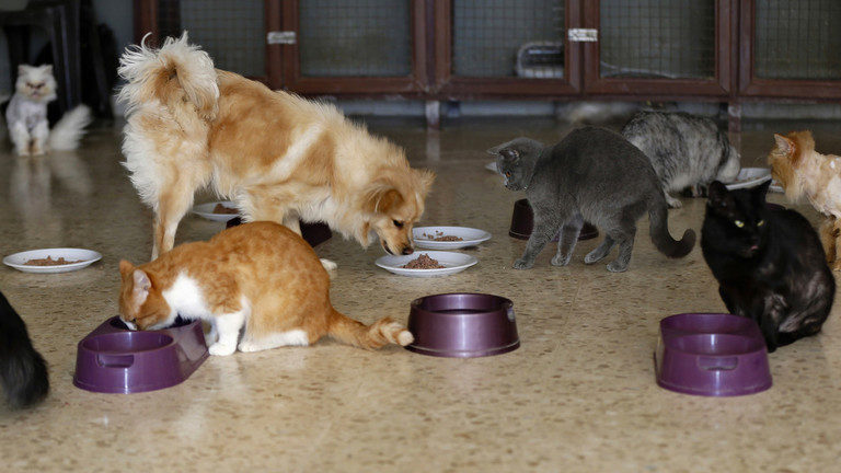 pets eating