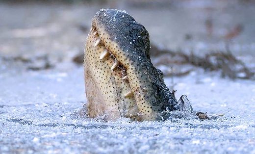 dormant alligator frozen lake