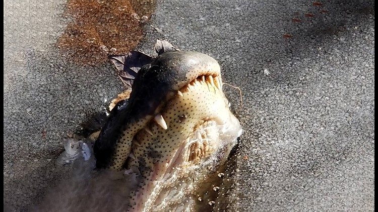 Click to enlarge frozen alligators hibernation