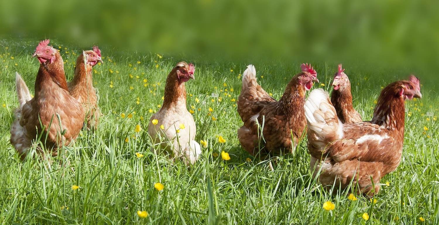Chickens