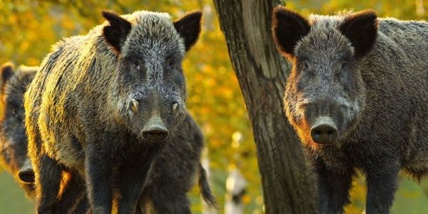 Wild boar