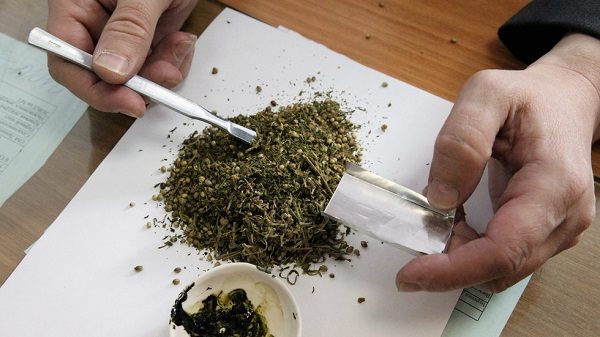 Click to enlarge Cannabis