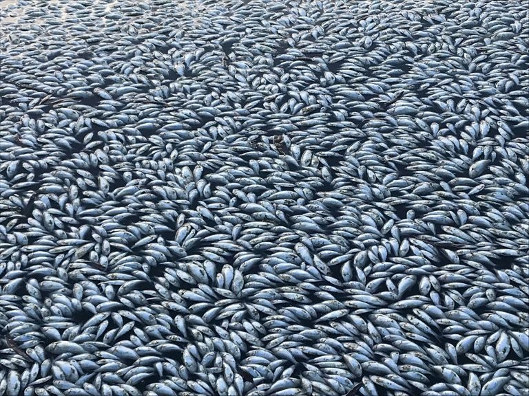 Click to enlarge Mass Fish Death