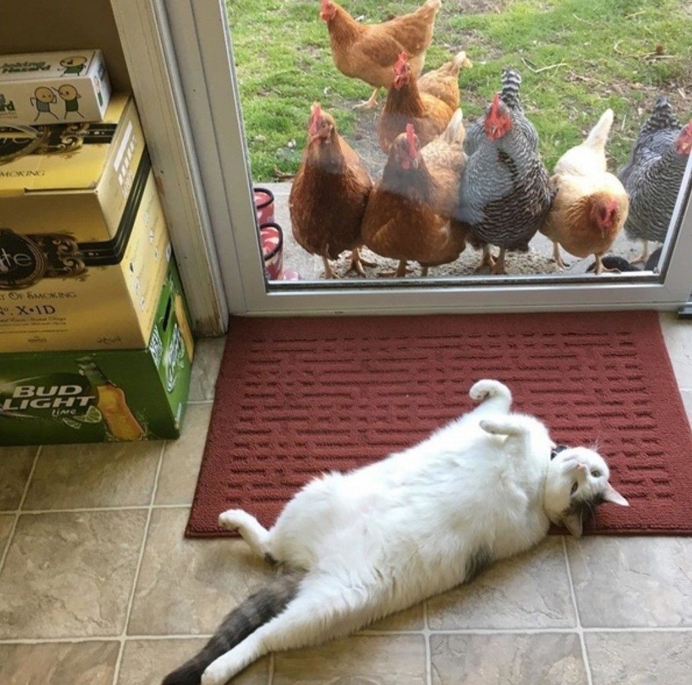 lazy cat and hens