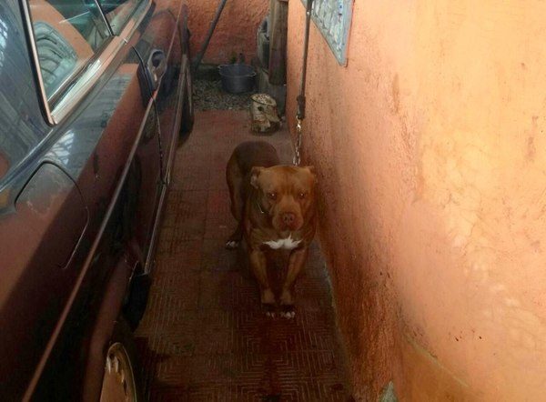 The dog, an American Stafford, was usually kept in the garage of the small house. Apparently the infant, somehow, crawled into the garage.