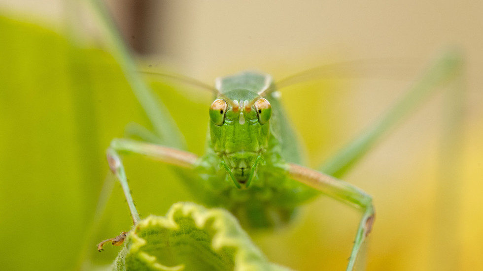 bushcricket