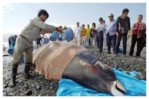 Click to enlarge Beached Whale