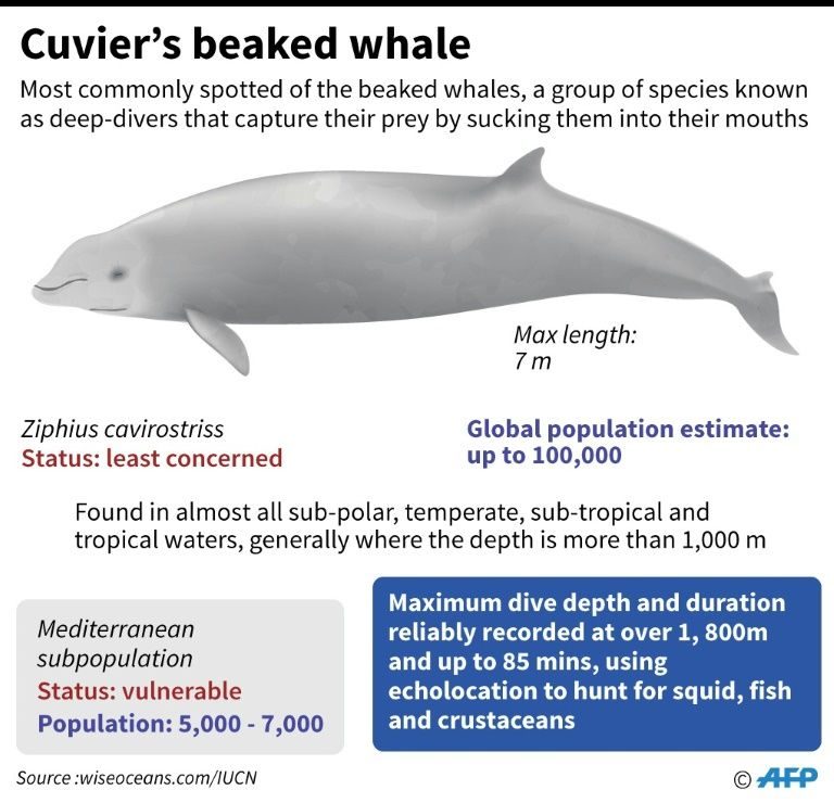 Click to enlarge Beaked whale