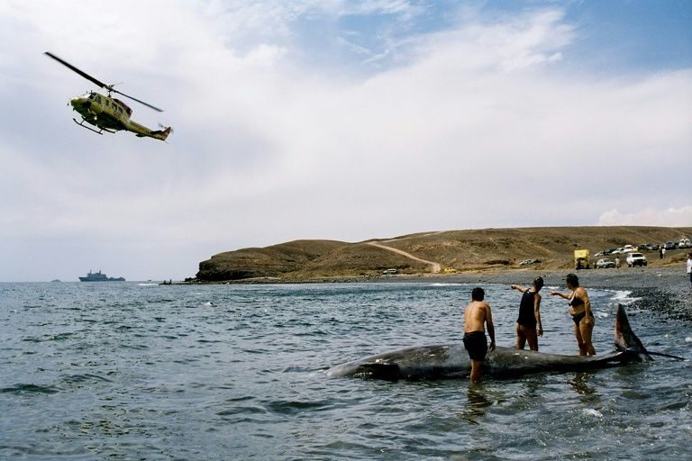 Click to enlarge Beached Whale