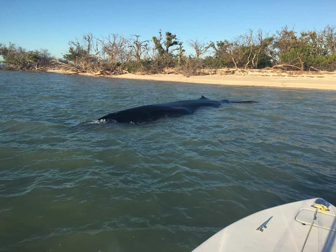 Click to enlarge A rare dead Bryde's whale was recovered