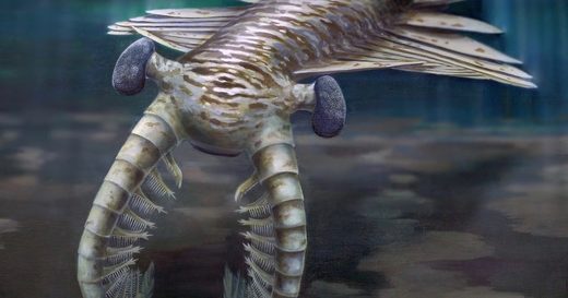 Anomalocaris