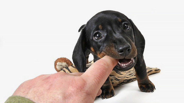 doggy