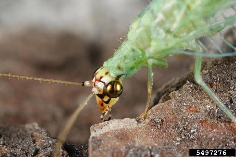 Click to enlarge bugs