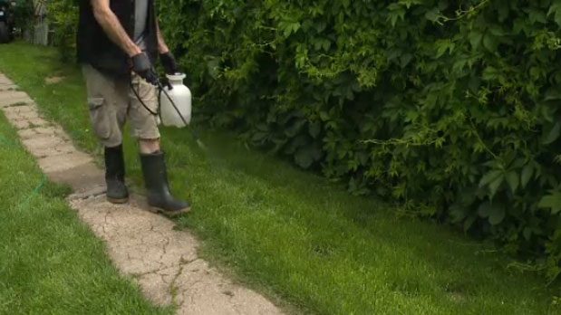 Click to enlarge weed killer spray