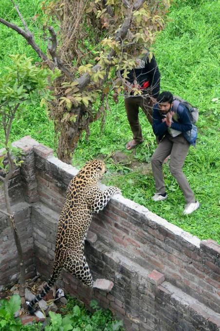 A leopard prepares to attack men after straying into a residential area in Jalandhar on Jan. 31, 2019.