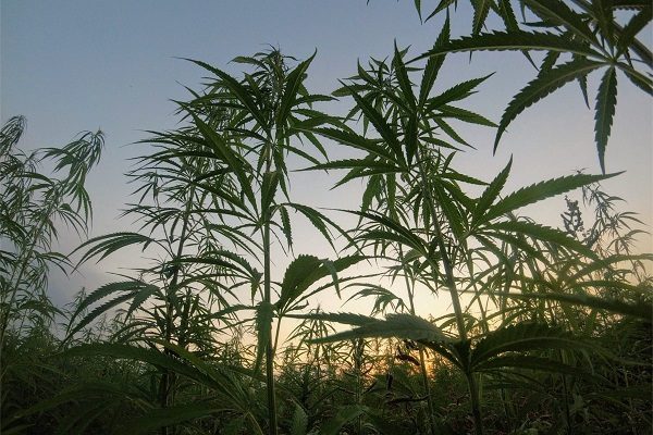 Hemp plants