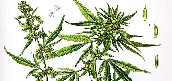 Click to enlarge Hemp plant