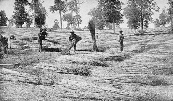 Click to enlarge Harvesting hemp