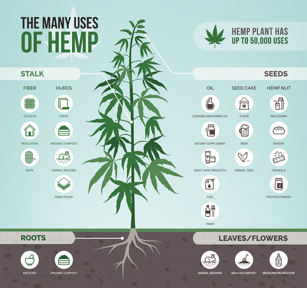 Hemp 101 The incredibly versatile plant — Health & Wellness —