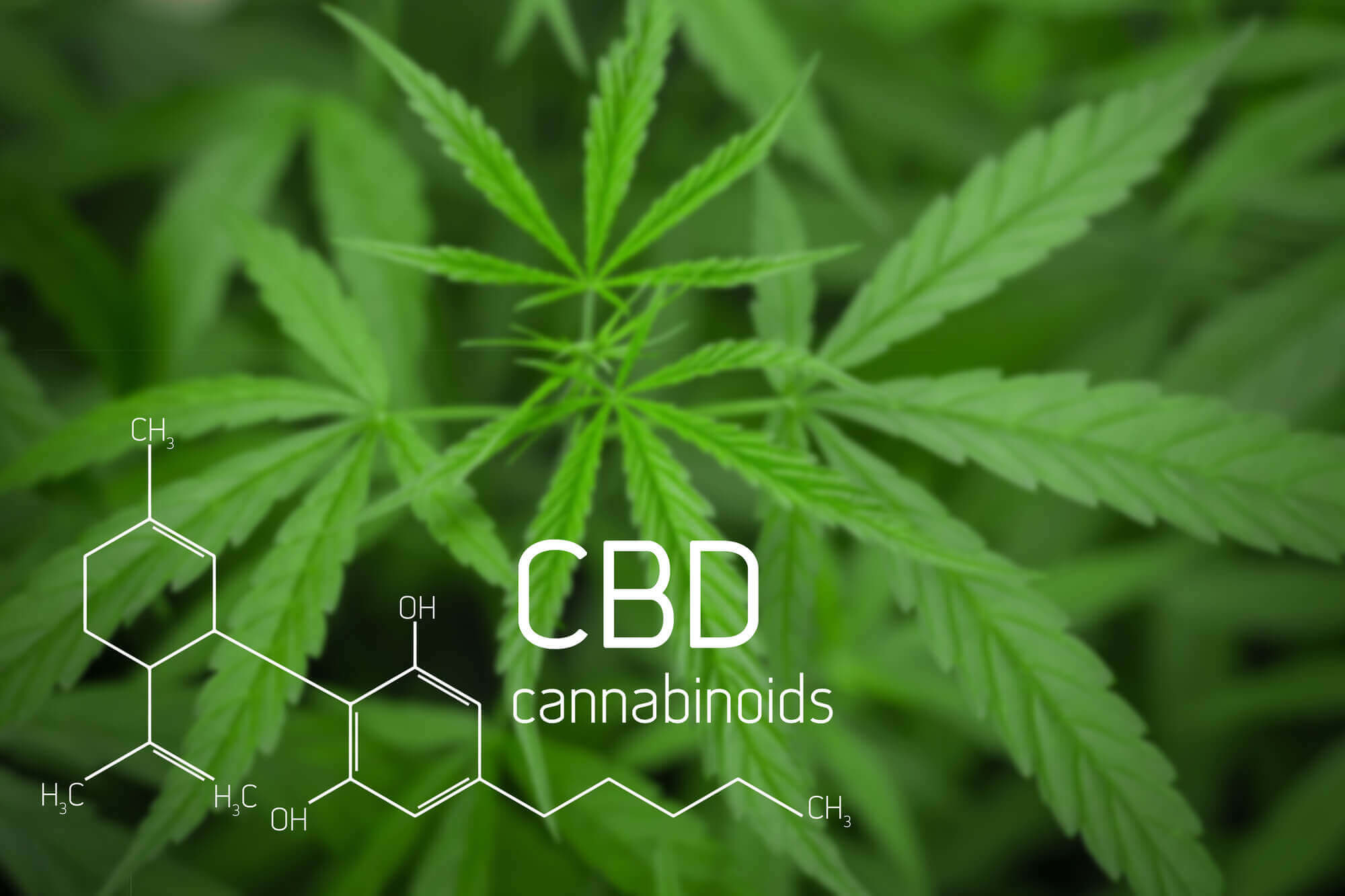 cannabinoids