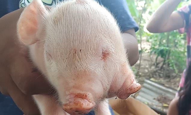 The rare piglet is held in front of locals in the village of Calian, Sultan Kudarat, Phillippines