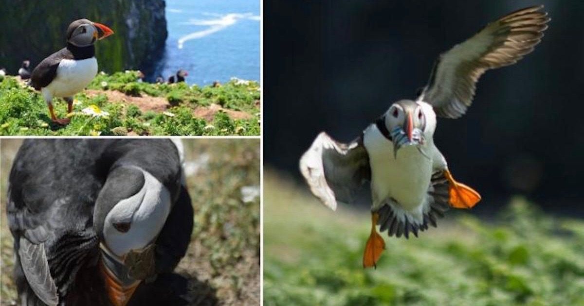Atlantic puffin (Fratercula arctica)
