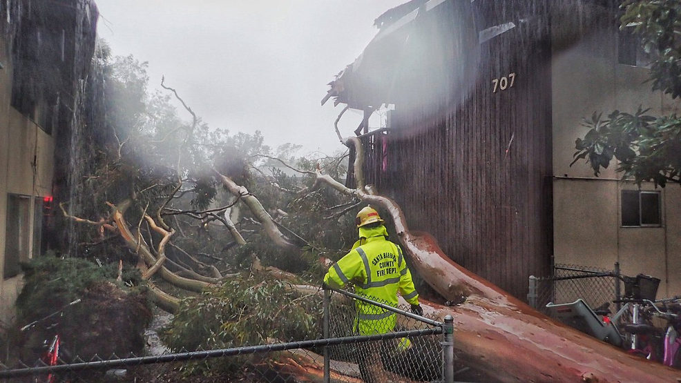 Santa Barbara County firefighters survey the scene of a large eucalyptus tree