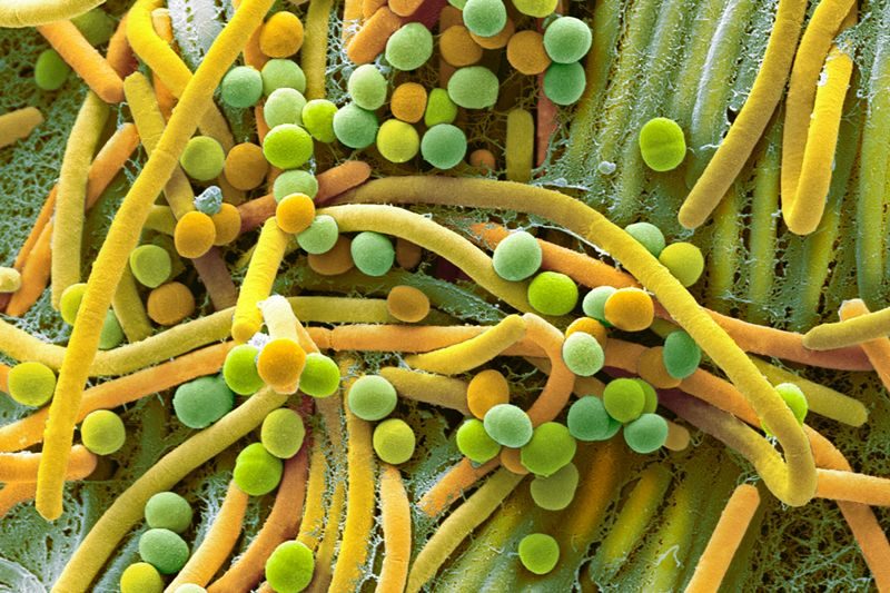 gut bacteria