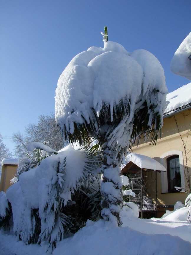 Lots of fresh snow in Mrchojedy, Domažlice, Czech Republic (460 m ASL) on Feb 3rd