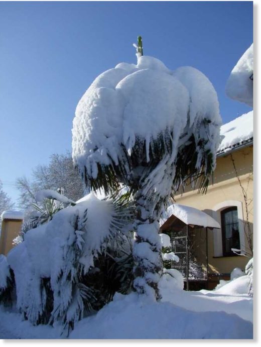 Lots of fresh snow in Mrchojedy, Domažlice, Czech Republic (460 m ASL) on Feb 3rd