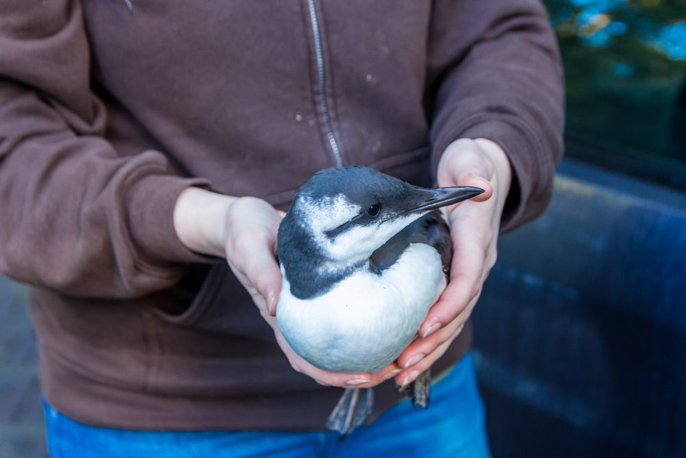seabird