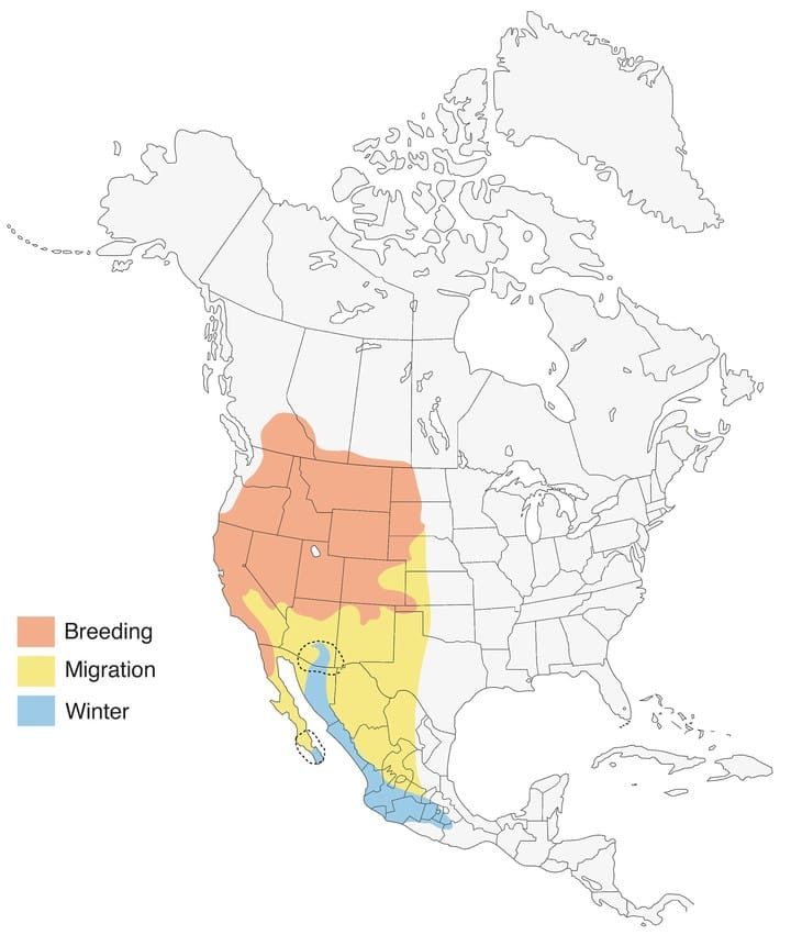Lazuli Bunting Range Map