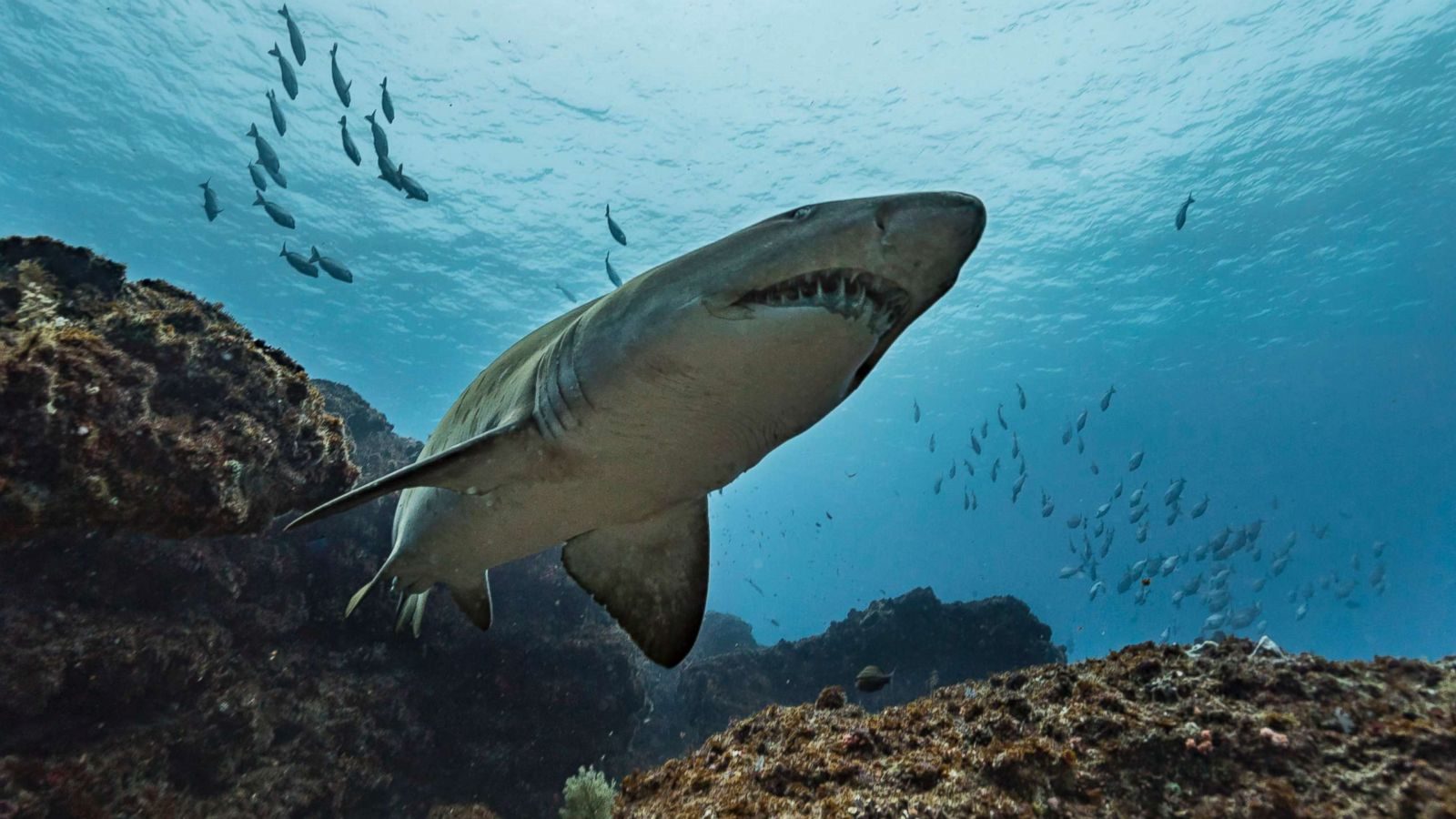 SHARK