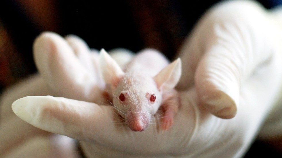 laboratory mouse
