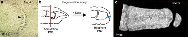 Click to enlarge mouse toe regeneration