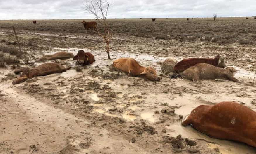 Dead cattle at Eddington Station in western Queenand. Photograph: Rachael Anderson
