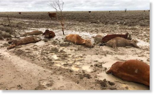 Dead cattle at Eddington Station in western Queenand. Photograph: Rachael Anderson