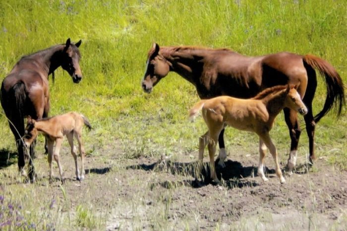 Click to enlarge horse