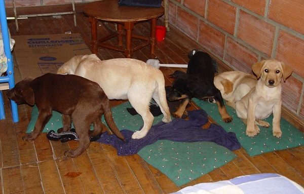 Click to enlarge Puppies