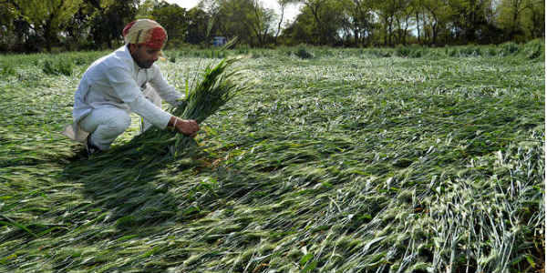 crop damage