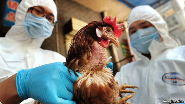 GMO chickens