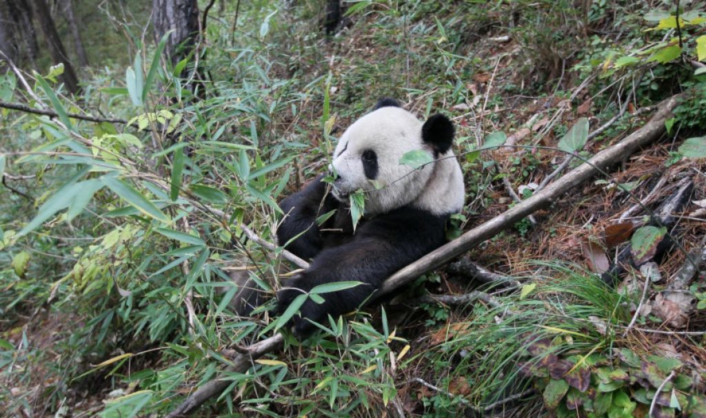 giant panda