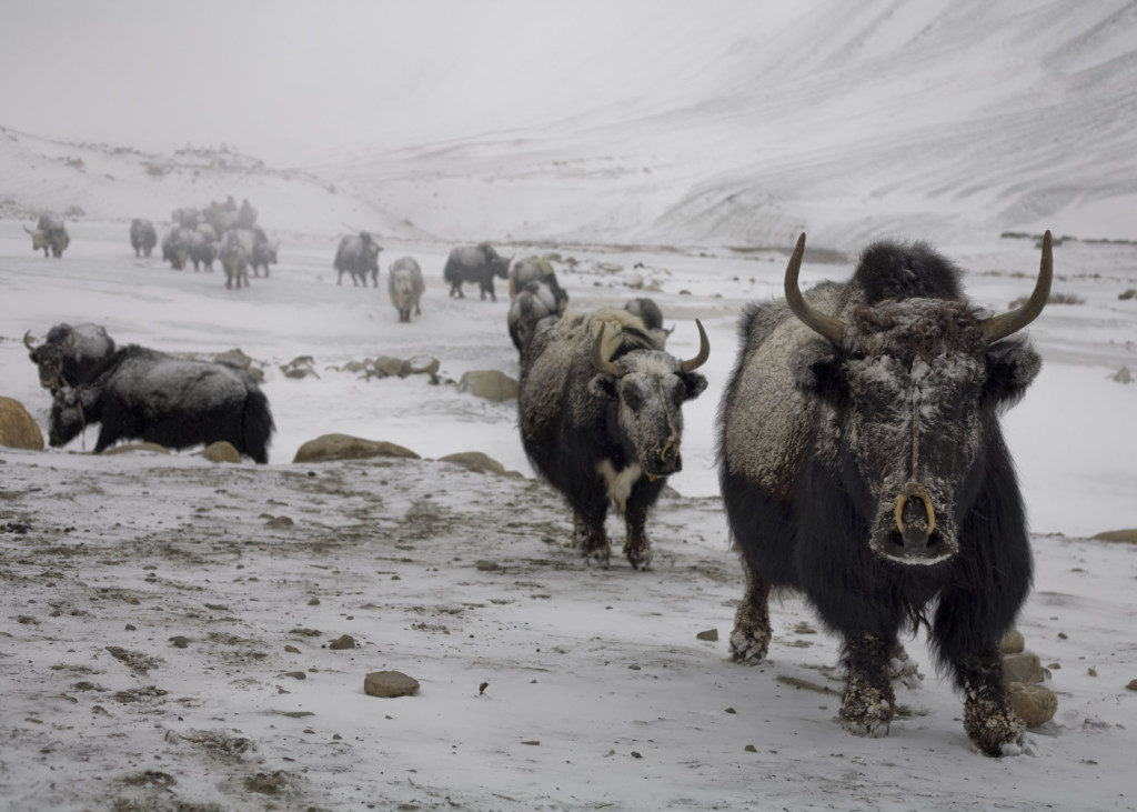 Yaks