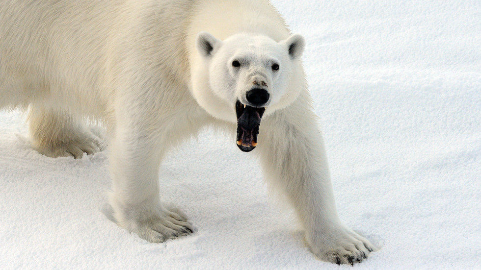 Polar bear