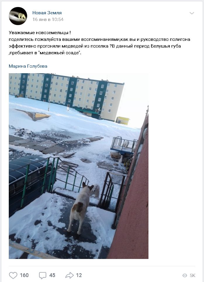 polar bear