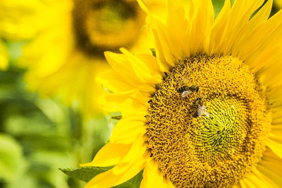 honeybee sunflower