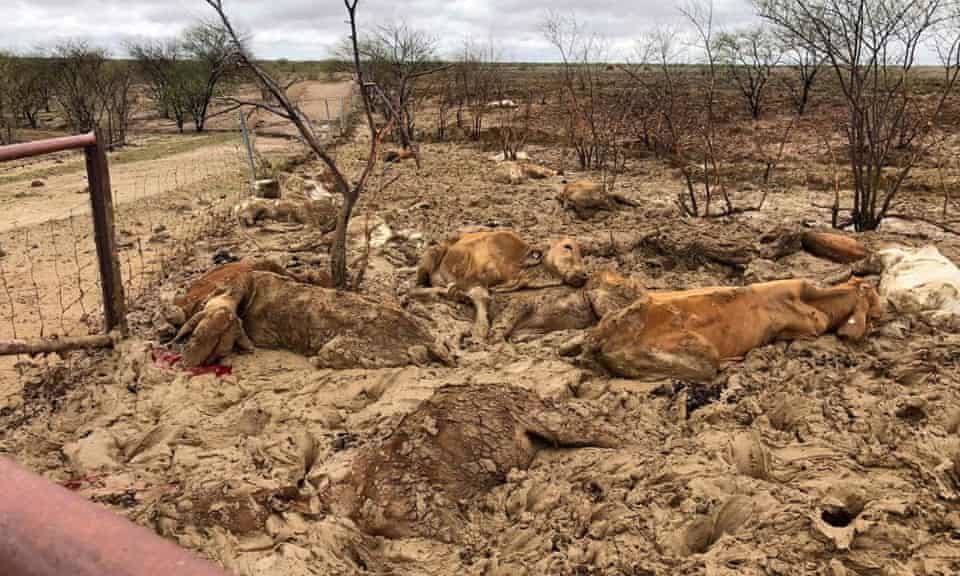 Click to enlarge Dead cattle at Eddington station 20km west of Julia Creek, Queensland.