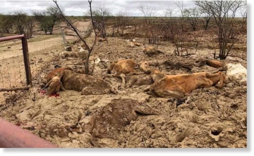 Dead cattle at Eddington station 20km west of Julia Creek, Queensland.